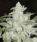 white-widow.jpg