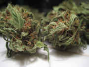 Weed-024.jpg