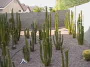 Cacti_2009_023.jpg