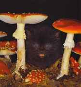 Cat_and_amanitas.jpg