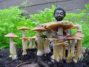 Buddha_and_outdoor_shroom_garden.jpg