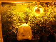 Day34veg-6.jpg