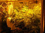 Day34veg-7.jpg