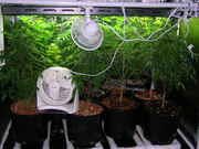 Day41veg-1.jpg