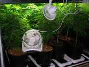 Day41veg-2.jpg