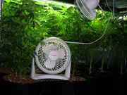 Day41veg-5.jpg