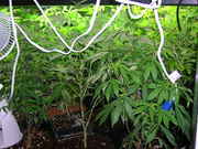 Day41veg-6.jpg