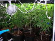 Day41veg-7.jpg