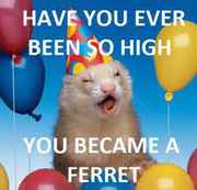 funny_ferret.jpg