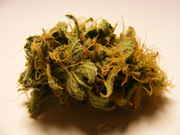 AK-48 - Cannabis Pictures - Growery Message Board