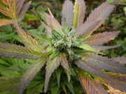 growables_008.jpg