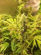 Auto amnesia, stardawg, & blackberry - Cannabis Cultivation - Growery ...